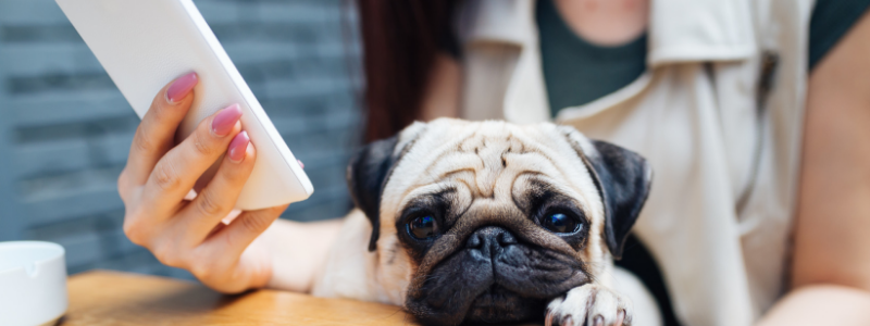 Woman looking at iPad with a Pug sitting on her lap